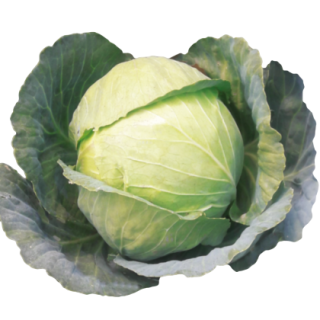 Ahilya Cabbage From Known You Seed (India)-KYI
